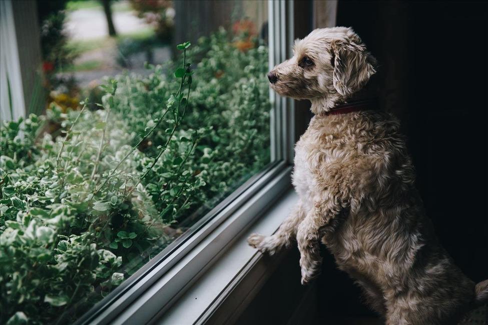 cute dog looks out window