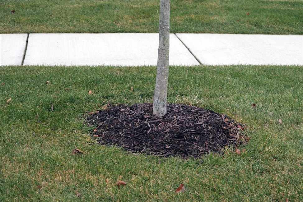 tree with mulch